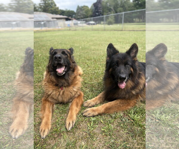 Medium Photo #3 German Shepherd Dog-Unknown Mix Puppy For Sale in Jefferson, WI, USA