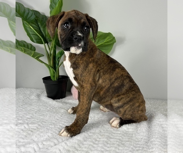 Medium Photo #4 Boxer Puppy For Sale in FRANKLIN, IN, USA