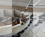 Small #3 American Staffordshire Terrier Mix