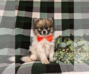 Pomeranian Puppy for sale in OXFORD, PA, USA