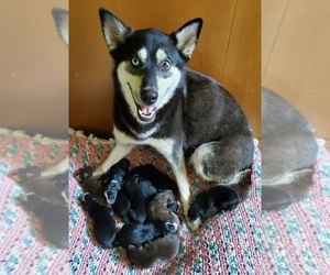 Mother of the Border Collie-Pomsky Mix puppies born on 07/06/2023