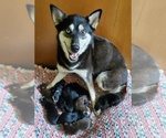 Small Photo #1 Border Collie-Pomsky Mix Puppy For Sale in SANDY, OR, USA