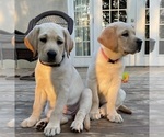 Small Photo #4 Labrador Retriever Puppy For Sale in LIBERTY, SC, USA