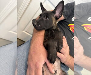 Elements Litter - Argon - Located in New York - Male Mutt Dog for Adoption - Photo #3