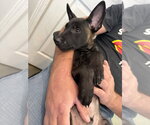 Small Photo #3 Mutt Puppy For Sale in Imlay City, MI, USA