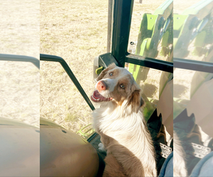 Father of the Australian Shepherd puppies born on 10/19/2025