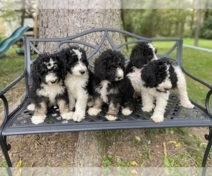 Bernedoodle Litter for sale in GREENWOOD, IN, USA