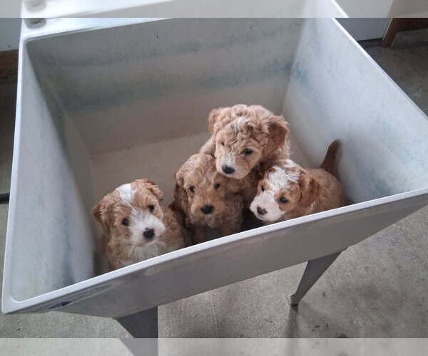 Medium Photo #3 Goldendoodle mix (+ Poodle Miniature) Puppy For Sale in DURHAM, CT, USA