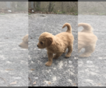 Small Photo #4 Goldendoodle Puppy For Sale in COLUMBIA, KY, USA
