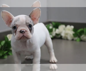 French Bulldog Puppy for sale in SHILOH, OH, USA
