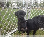 Puppy Red Collar Pug
