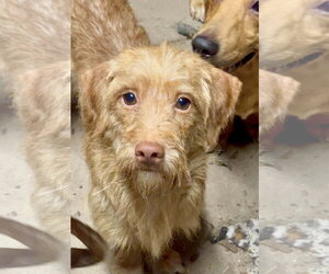 Doxiepoo (Standard) Dogs for adoption in Oakhurst, NJ, USA