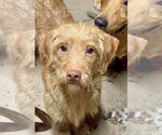 Small Doxiepoo (Standard)
