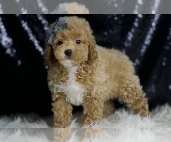 Medium Photo #3 Poodle (Miniature) Puppy For Sale in WARSAW, IN, USA