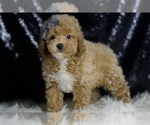 Small #2 Poodle (Miniature)