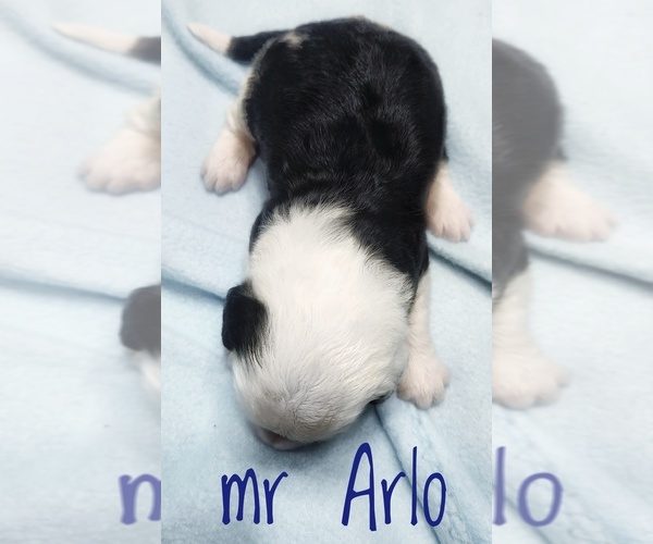 Medium Photo #4 Sheepadoodle Puppy For Sale in GOLDEN CITY, MO, USA