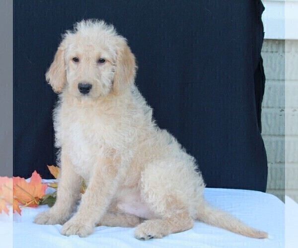 Medium Photo #6 Labradoodle Puppy For Sale in FREDERICKSBURG, OH, USA