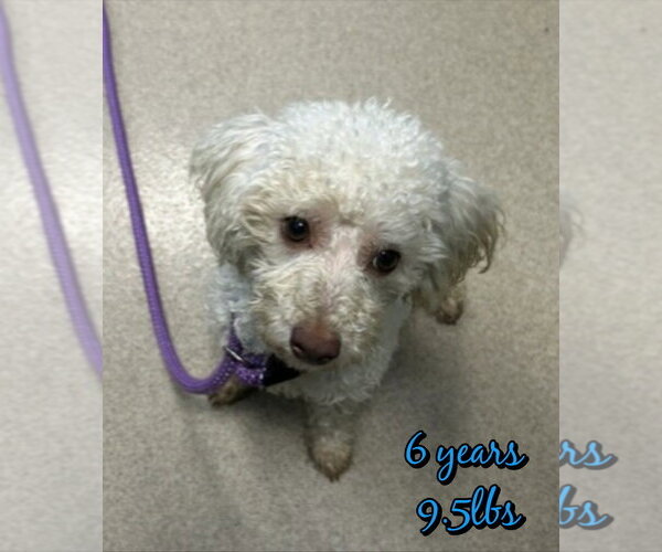 Medium Photo #1 Mutt Puppy For Sale in Woodbury, NY, USA