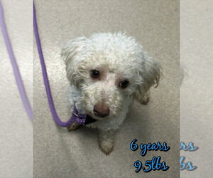 Mutt Dogs for adoption in Woodbury, NY, USA