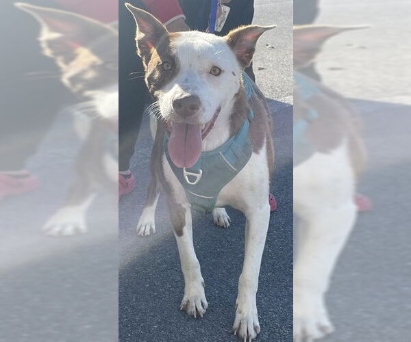 Medium Photo #1 American Pit Bull Terrier-German Shepherd Dog Mix Puppy For Sale in Lee's Summit, MO, USA