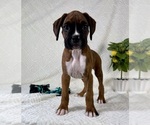 Small #3 Boxer