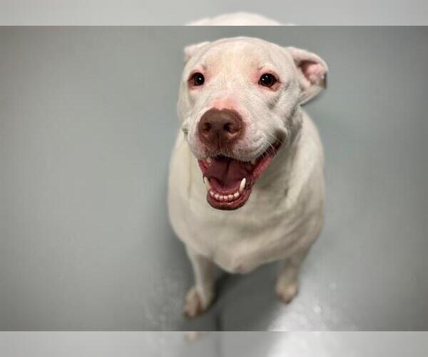 Medium Photo #1 Labrador Retriever-Unknown Mix Puppy For Sale in St. Cloud, FL, USA