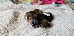 Small Photo #6 Alaskan Malamute Puppy For Sale in CLARK, WY, USA