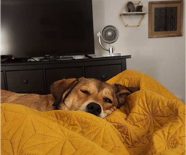 Medium Photo #4 Aussiedor Puppy For Sale in McKinney, TX, USA