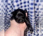 Puppy Puppy 3 Schnauzer (Miniature)