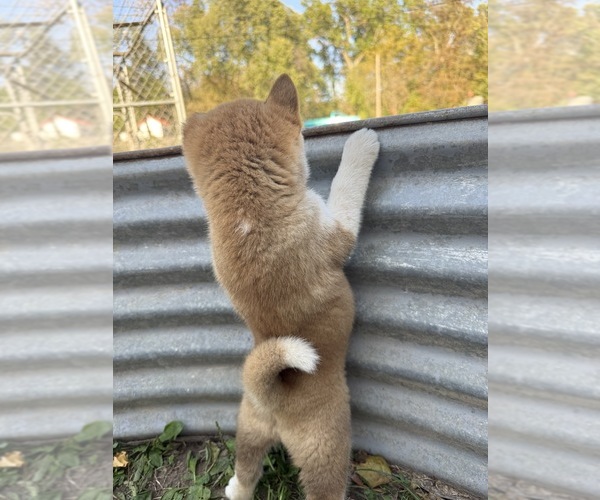 Medium Photo #6 Shiba Inu Puppy For Sale in MOUNT PLEASANT, IA, USA
