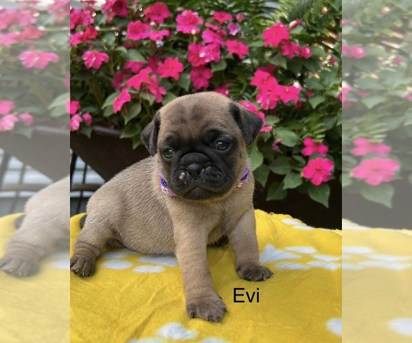 Medium Photo #8 Puggle Puppy For Sale in ELKTON, VA, USA