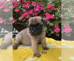 Small #7 Puggle
