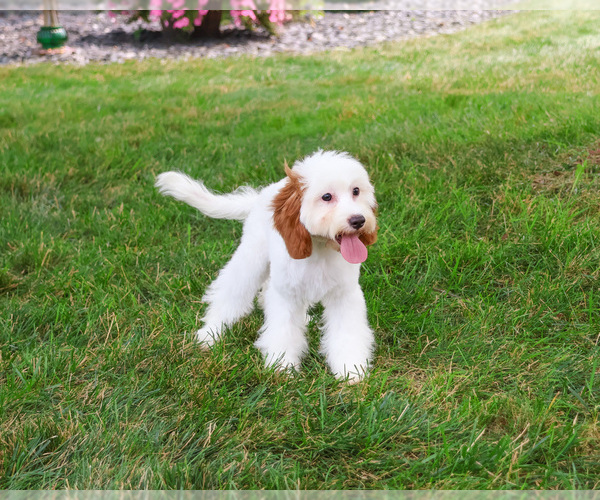 Medium Photo #4 Cavapoo (Miniature) Puppy For Sale in SYRACUSE, IN, USA