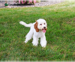 Small #3 Cavapoo (Miniature)
