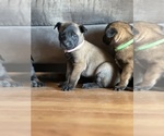 Small Photo #5 Belgian Malinois Puppy For Sale in CARROLLTON, GA, USA
