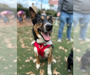 Siberian Husky-Unknown Mix Dogs for adoption in Holly Springs, NC, USA