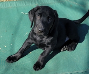 Labrador Retriever Puppy for sale in MIDLOTHIAN, TX, USA