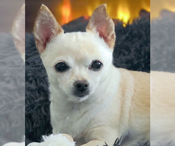Medium Photo #2 Chihuahua Puppy For Sale in Chino Hills, CA, USA