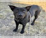 Small #1 Labrador Retriever Mix