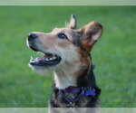 Small #3 Airedale Terrier-Collie Mix