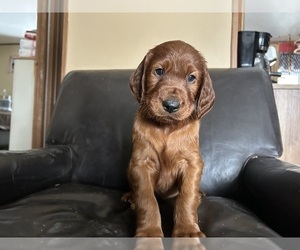 Irish Setter Puppy for sale in ONEONTA, NY, USA