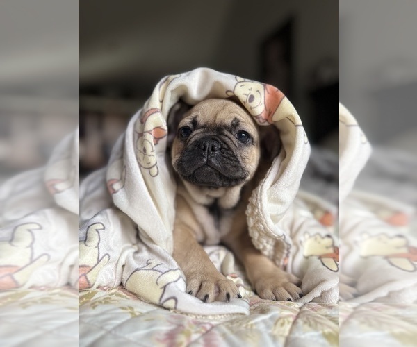 Medium Photo #5 French Bulldog Puppy For Sale in OJAI, CA, USA