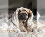 Small #4 French Bulldog