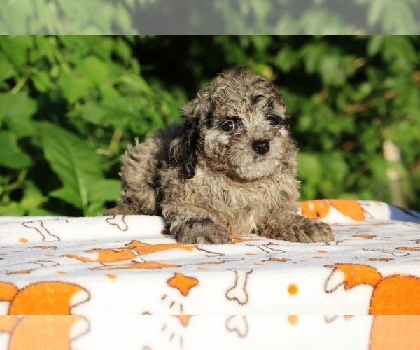 Medium Photo #27 Poodle (Toy) Puppy For Sale in DYERSBURG, TN, USA