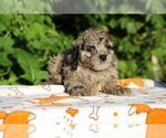 Small #26 Poodle (Toy)