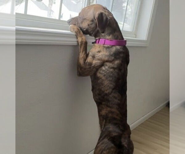 Medium Photo #9 Mutt Puppy For Sale in Fargo, ND, USA