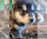 Small Photo #7 Alaskan Malamute Puppy For Sale in MIDWEST CITY, OK, USA