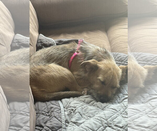 Medium Photo #3 Airedale Terrier Puppy For Sale in St. Louis Park, MN, USA
