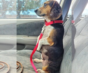 Lucy-loo - Female Beagle Dog for Adoption - Photo #4