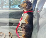 Small Photo #4 Beagle Puppy For Sale in Dunnellon, FL, USA